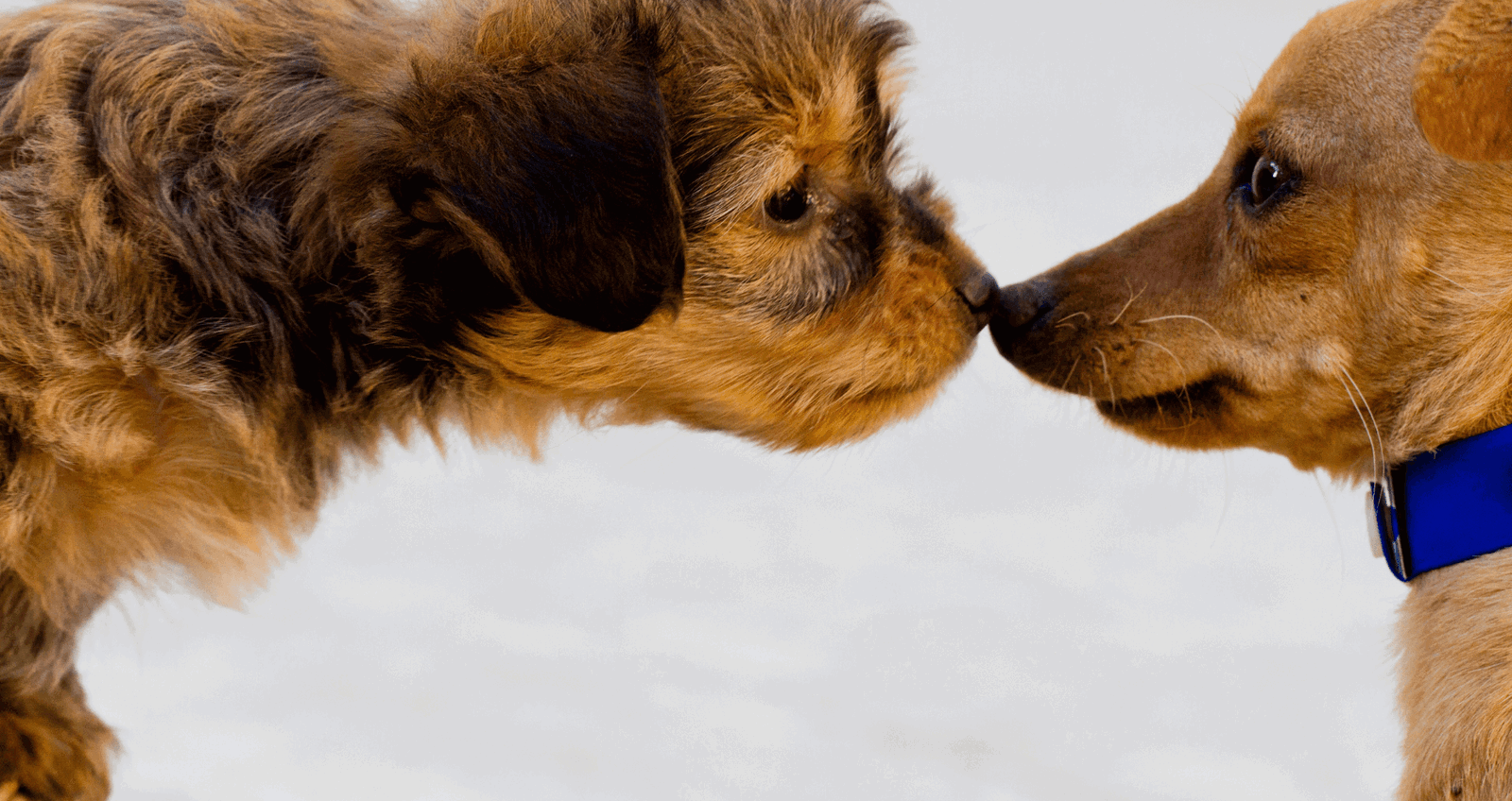 Dogs getting to know eachother